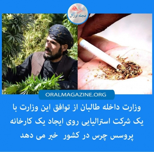 طالبان: با شرکت استرالیایی بر سر ایجاد کارخانه چرس به توافق رسیدهایم طالبان: با شرکت استرالیایی بر سر ایجاد کارخانه چرس به توافق رسیدهایم