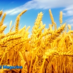 امنیت غذایی در حکومت طالبان امنیت غذایی در حکومت طالبان