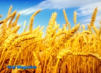 امنیت غذایی در حکومت طالبان